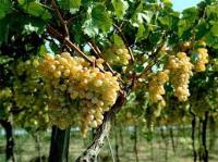 Продам Виноградники в Крыму