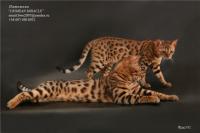 Бенгальские котята. Домашний мини-леопард.