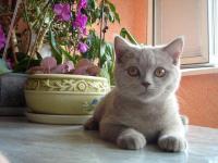 Продаётся плюшевый британский котёнок в Севастополе