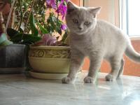 Продаётся плюшевый британский котёнок в Севастополе