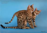 Бенгальские котята. Домашний мини-леопард.